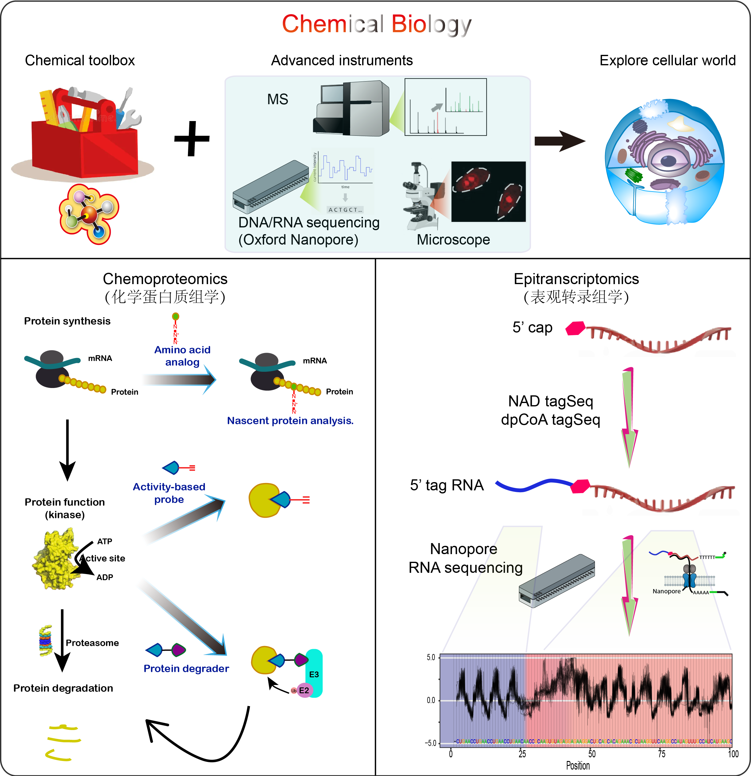 chemical biology